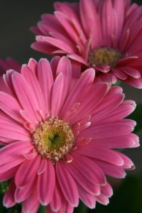 Gerbera daisies