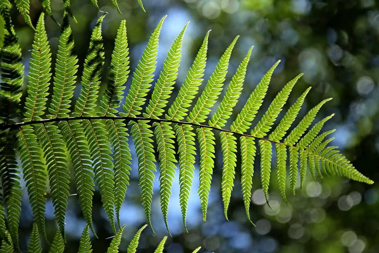 A green fern on the article Why Does Your Fern Smell Like Fish and How to Fix it?