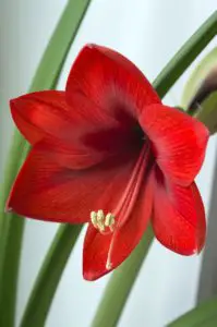 A close up of a red amaryllis