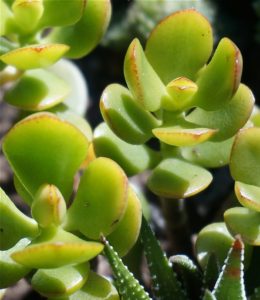 A jade plant