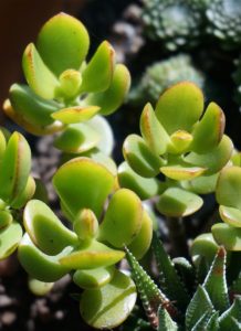 A jade plant