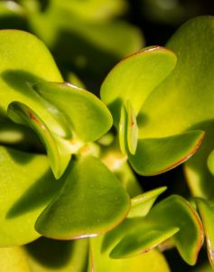 A jade plant