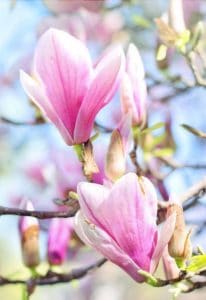 A magnolia tree