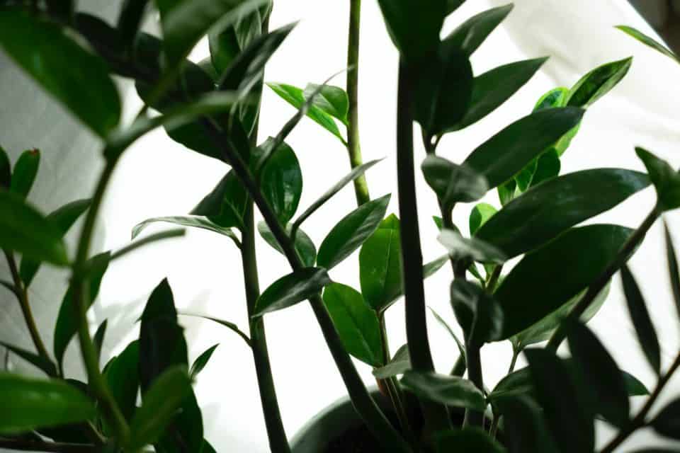 A zz plant on the article How to Save your ZZ Plant with a Wrinkled Stem