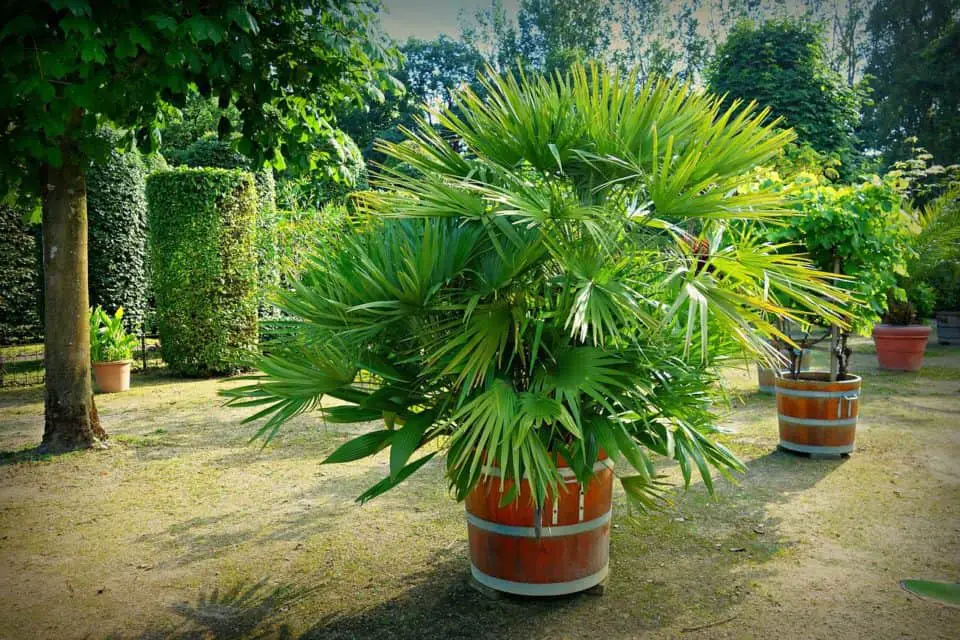 A palm on the article Can I Put my Kentia Palm Outdoors?