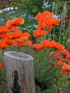 Lots of poppies
