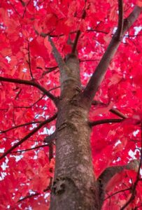 A red maple tree