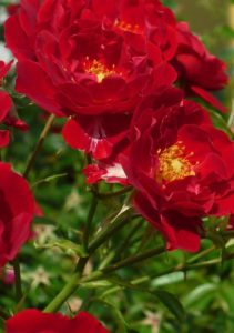 Lots of red flowers