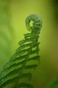 A green fern