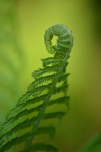 A green fern