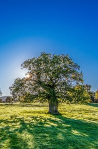 A green tree with the sunshine behind