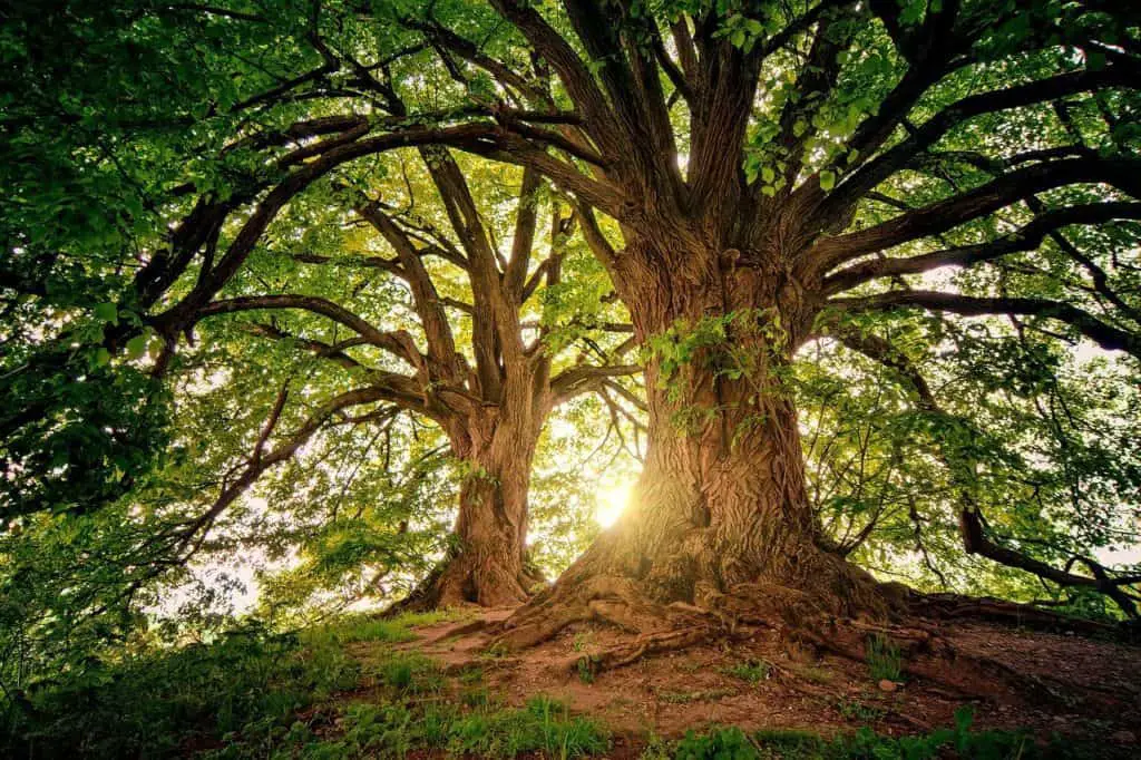 A large tree on the article What is the Best Tree to Plant Near Your House for Shade?