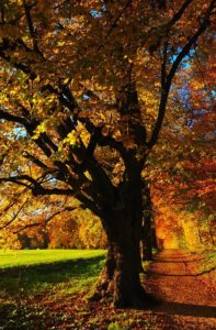 A autum looking tree