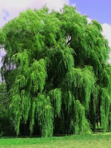 A weeping willow