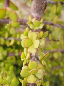 A green succulent