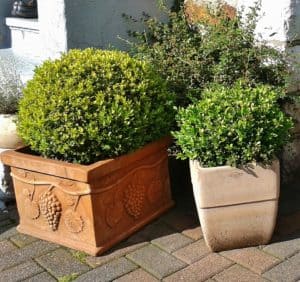 A boxwood