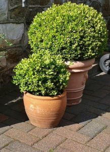 Top 5 Tall Potted Plants for Patio Privacy - A Full Guide