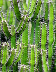 Lots of cacti