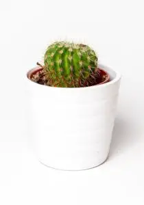A small potted cactus plant