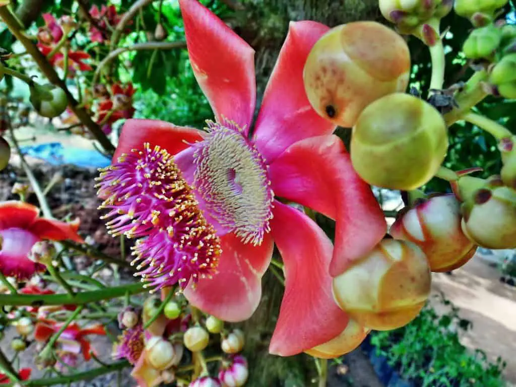 A nagalinga tree on the article How to Care for a Naga Linga Tree in Your House