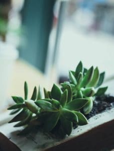 Lots of small succulent planted in a book