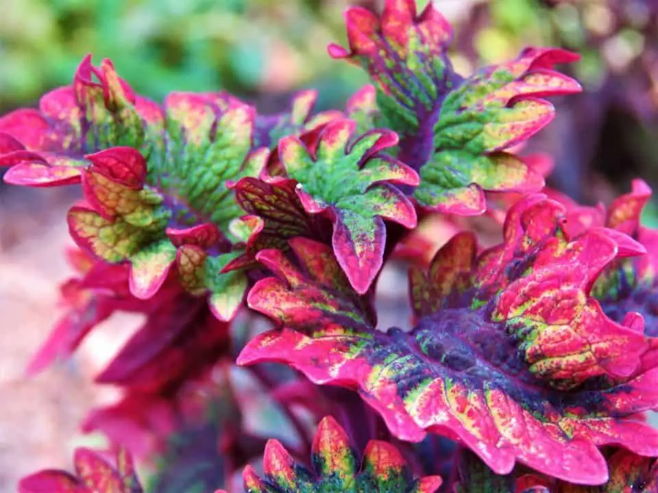A coleus plant on the article What to Plant with Coleus in a Container