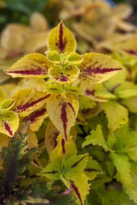 A coleus plant