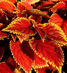 A coleus plant