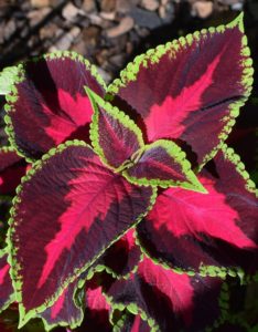 A coleus plant