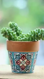 A small potted plant with a stunning pattern