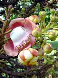 A naga linga tree