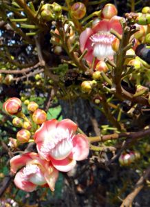 A Couroupita guianensis plant