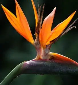A birds of paradise plant