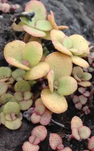A ogre ear plant