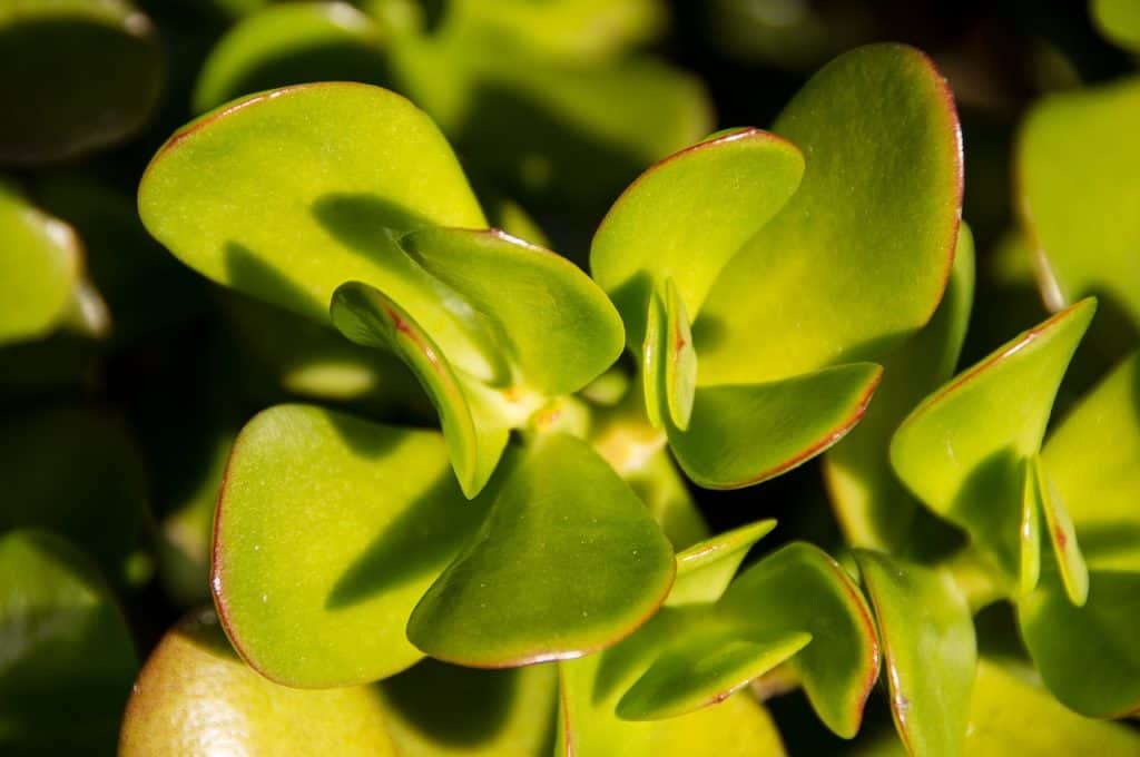 A ogre plant on the article Why is my Ogre Ear Jade Plant Wrinkled