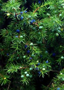 A juniper plant