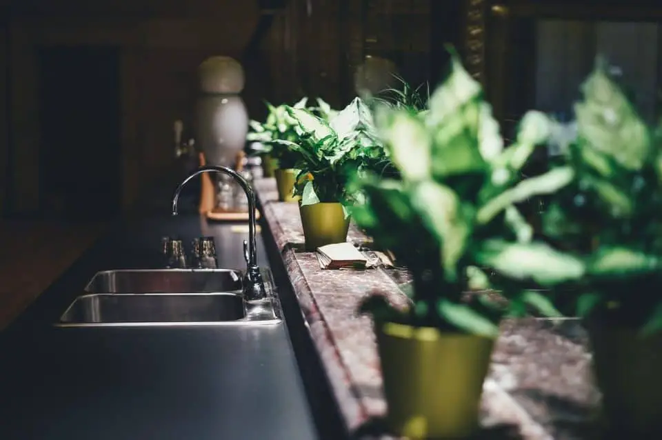 Lots of plants on the sill of a kitchen on the article The Best Tall Indoor Plants for Low Light