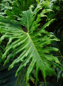 A philodendron leaf