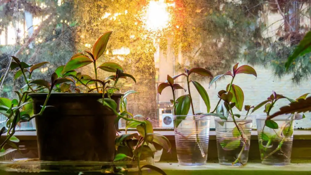 A wandering jew plant on the article How do you Fix a Leggy Wandering Jew Plant