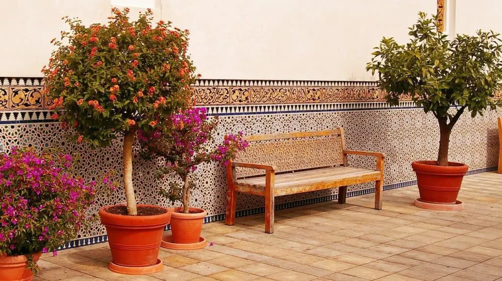 A bench and tall potted plant on the article Top 5 Tall Potted Plants for Patio Privacy