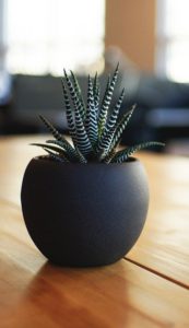 A potted plant in a black pot