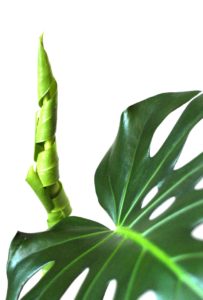 A philodendron