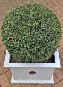 A boxwood plant