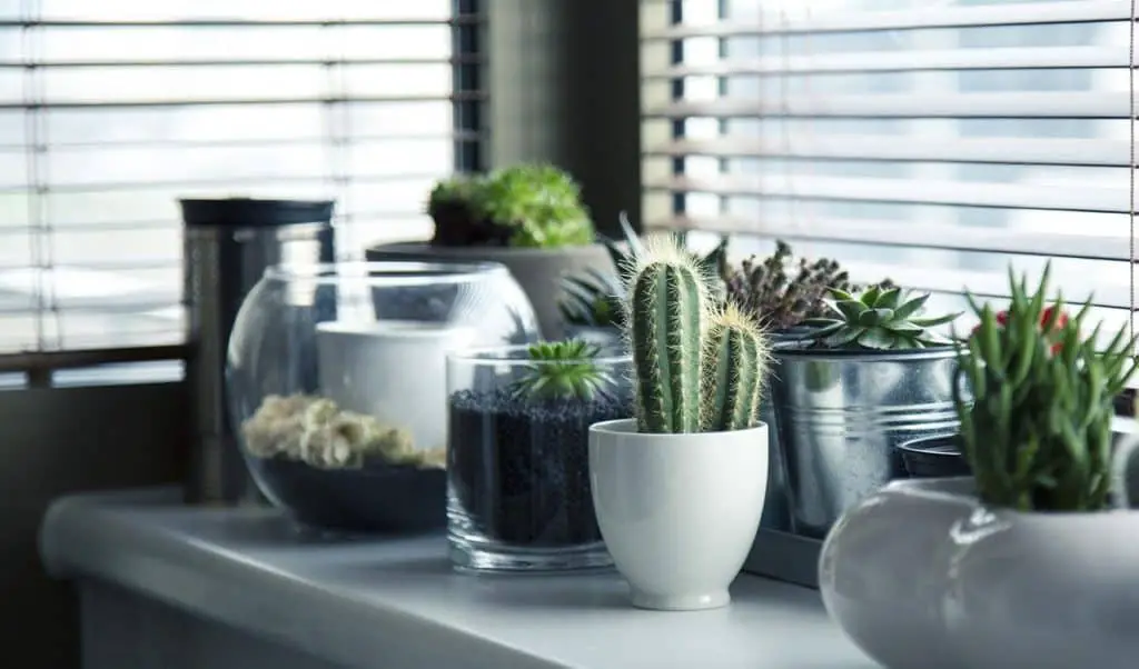 Lots of small potted plants on the article Top 5 Plants for Very Small Pots