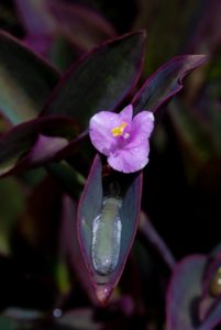 A pink flower