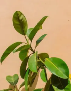 A rubber plant
