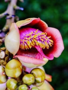 A Couroupita guianensis