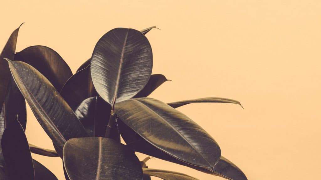 A rubber plant