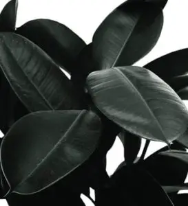 A green rubber plant