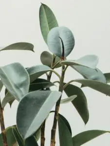A rubber plant
